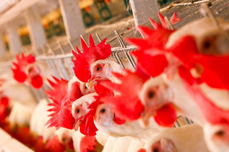 Arábia Saudita suspende importação de carne de frango de SC após foco de doença de Newcastle